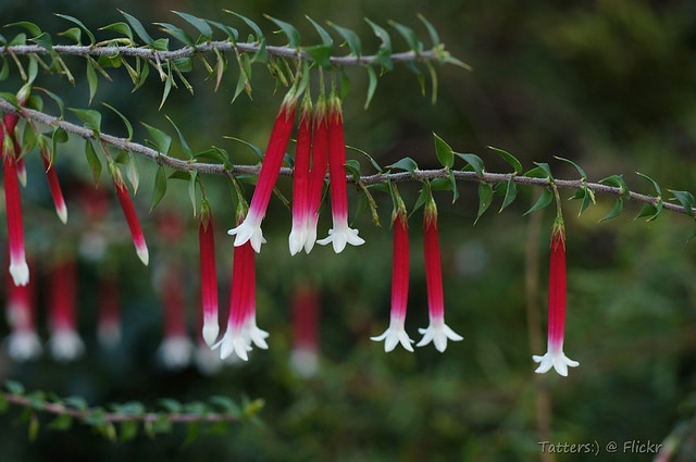 Epacris longiflora