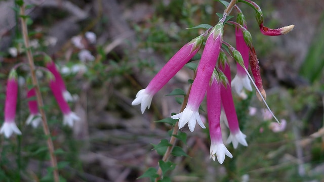 Epacris longiflora