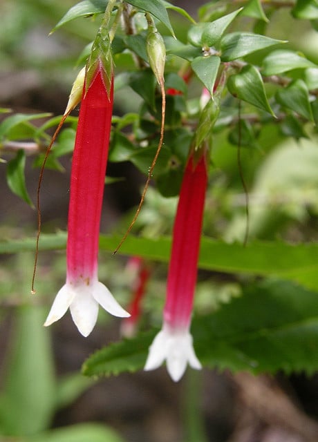Epacris longiflora