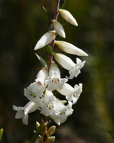 Epacris obtusifolia