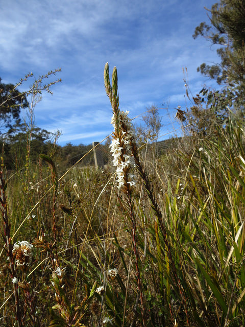 Epacris obtusifolia