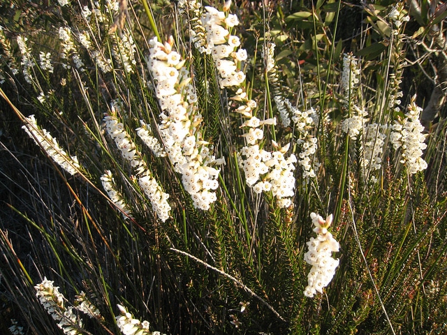 Epacris obtusifolia