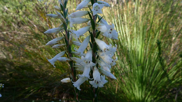 Epacris obtusifolia