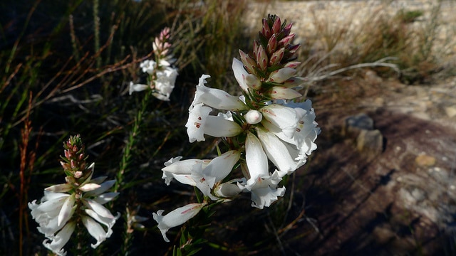 Epacris obtusifolia