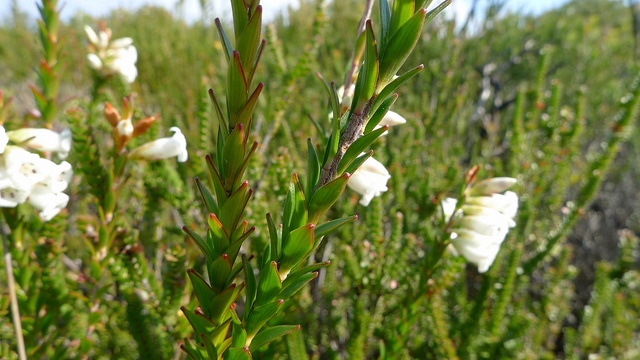 Epacris obtusifolia (Epacris obtusifolia)