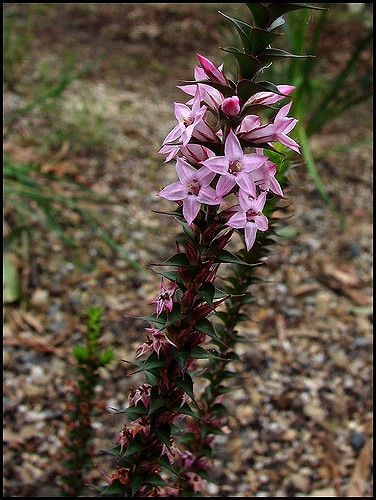 Epacris purpurascens