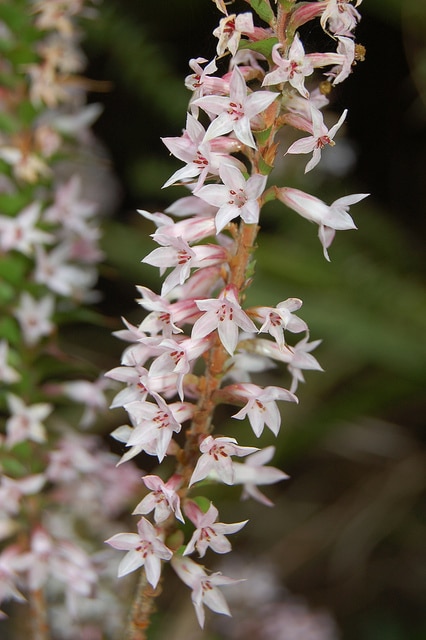 Epacris purpurascens