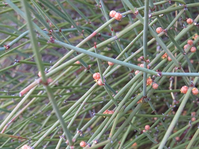 Ephedra californica