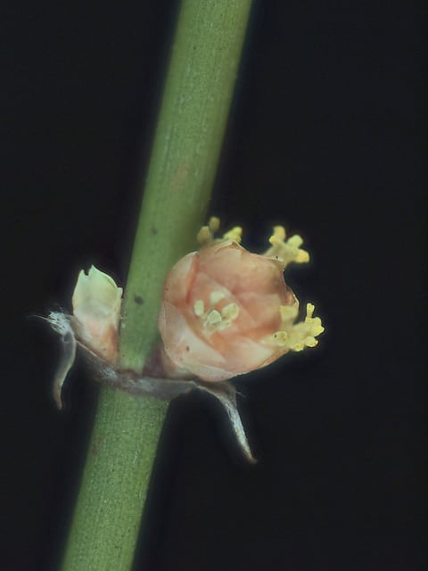 Ephedra californica