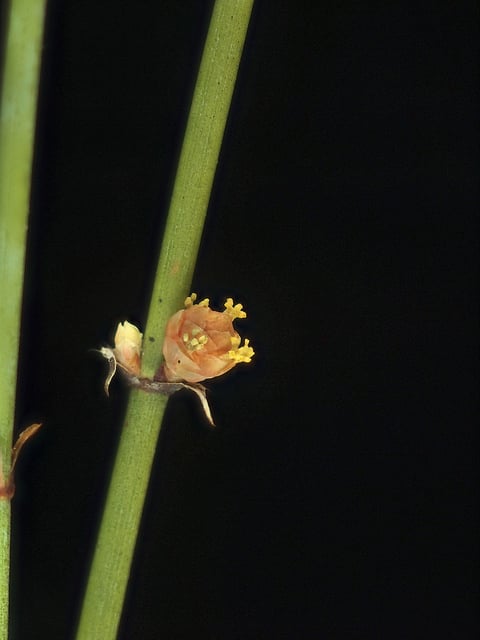 Ephedra californica