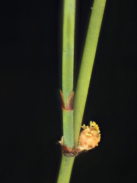 Ephedra californica