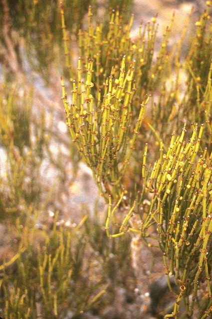 Ephedra californica