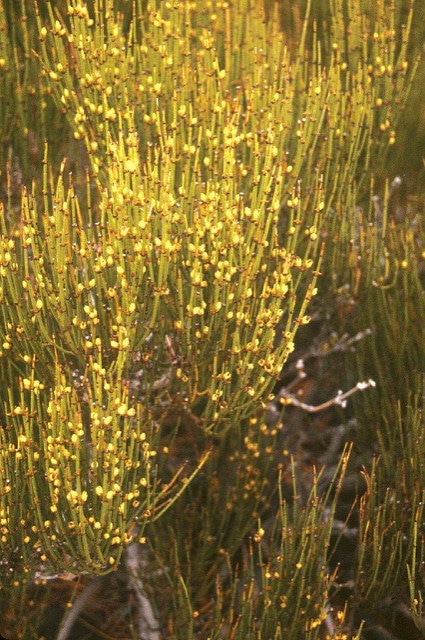 Ephedra californica