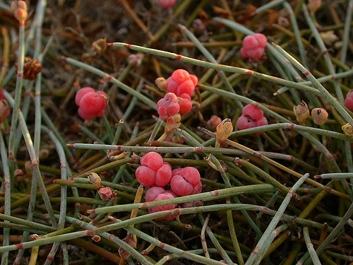 Raisin-de-mer (Ephedra distachya)