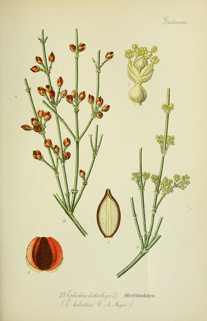 Raisin-de-mer