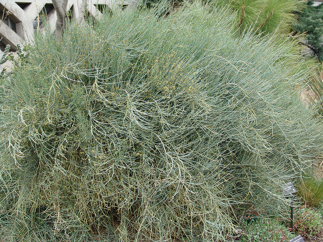 Ephedra equisetina
