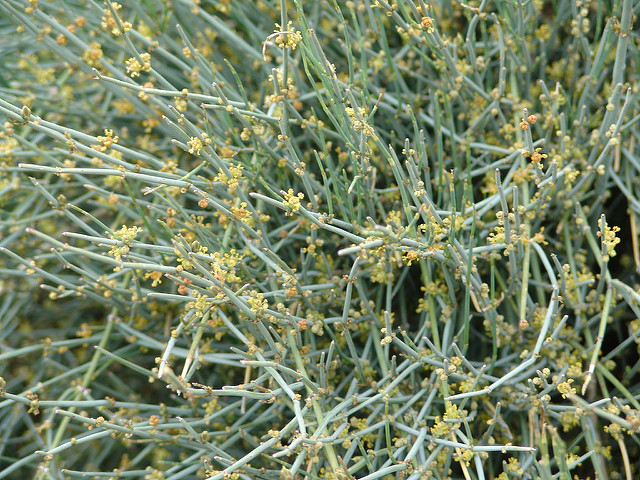 Ephedra equisetina