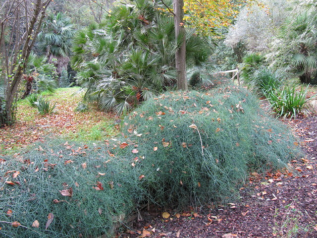 Ephedra equisetina