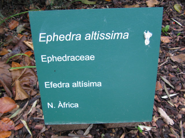 Ephedra equisetina