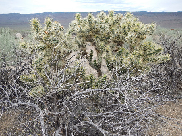 Ephedra fasciculata
