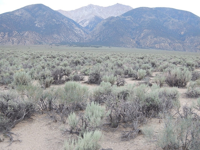Ephedra fasciculata