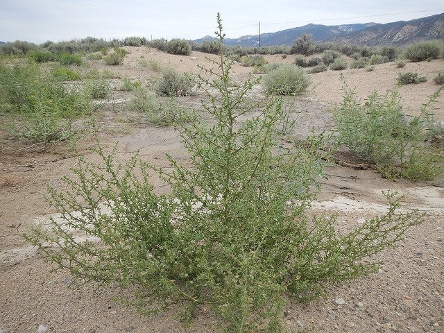 Ephedra fasciculata