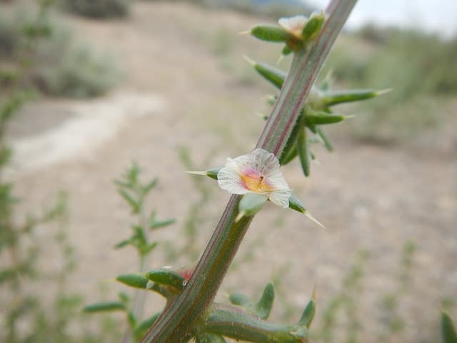 Ephedra fasciculata