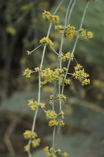 Ephedra major