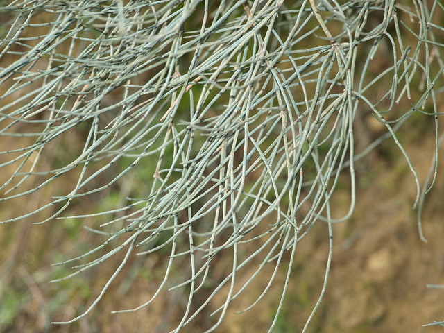 Ephedra major