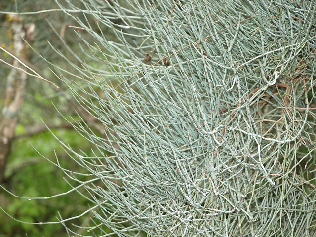 Ephedra major