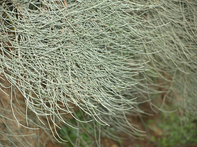 Ephedra major