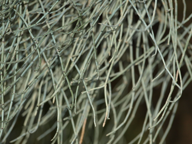 Ephedra major