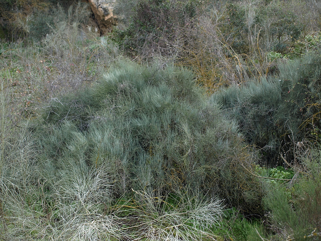 Ephedra major (Ephedra fragilis)