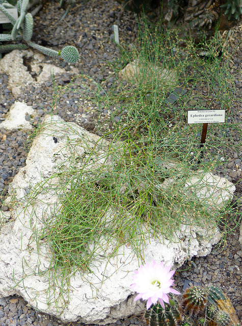 Ephedra gerardiana