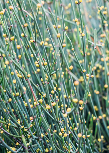 Ephedra gerardiana