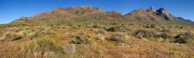 Ephedra intermedia