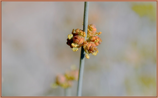 Ephedra nevadensis