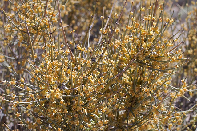 Ephedra nevadensis