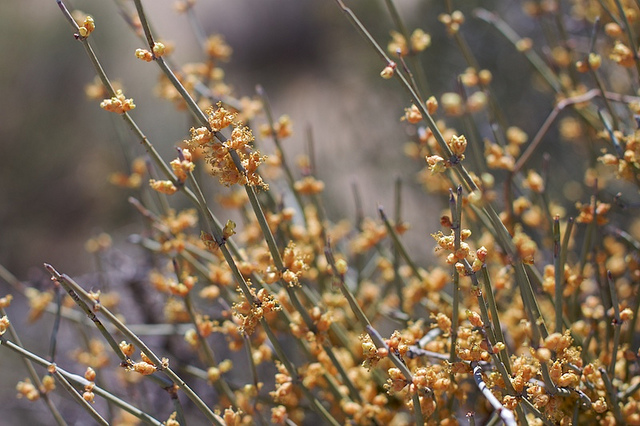 Ephedra nevadensis