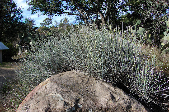 Ephedra nevadensis