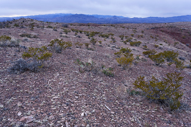 Ephedra torreyana
