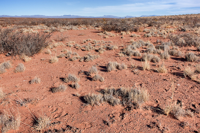 Ephedra torreyana