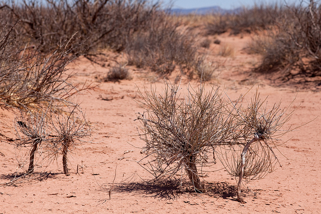 Ephedra torreyana (Ephedra torreyana)