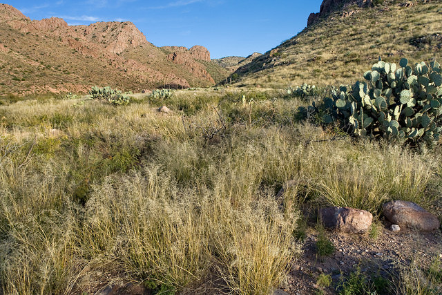 Ephedra trifurca