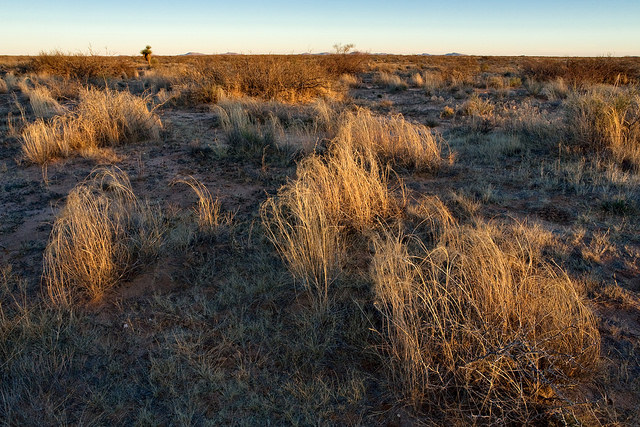 Ephedra trifurca