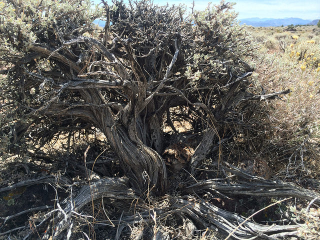 Ephedra viridis