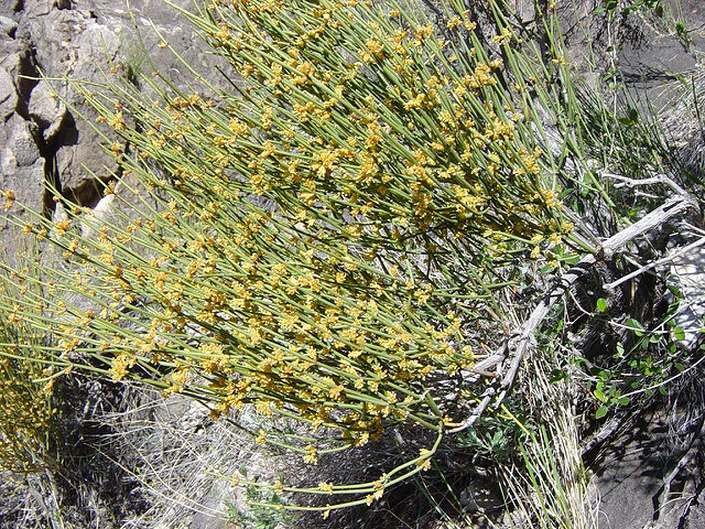 Ephedra viridis