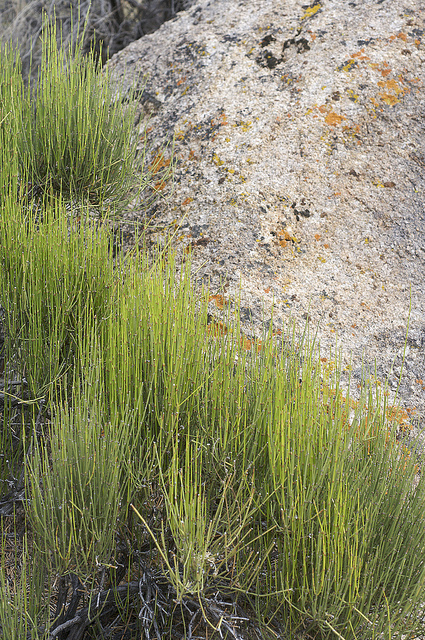Ephedra viridis
