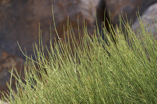 Ephedra viridis
