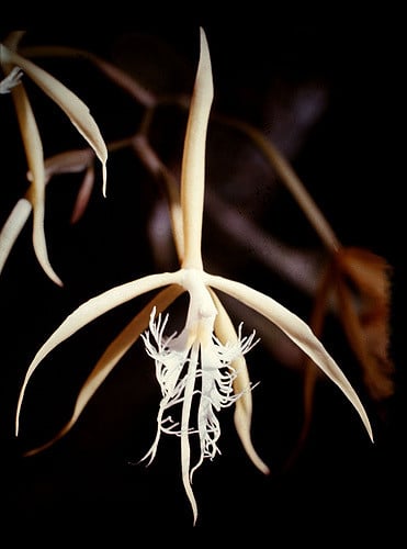 Epidendrum ciliare